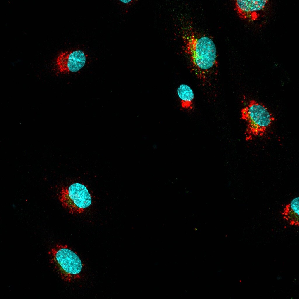 Human LAMP‑1/CD107a Lumenal Domain Antibody AF4800