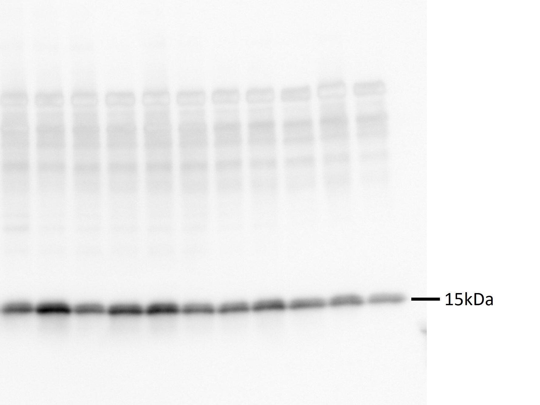 Human/Mouse VAMP‑1 Antibody AF4828