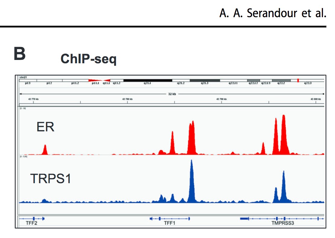 Human TRPS1 Antibody AF4838