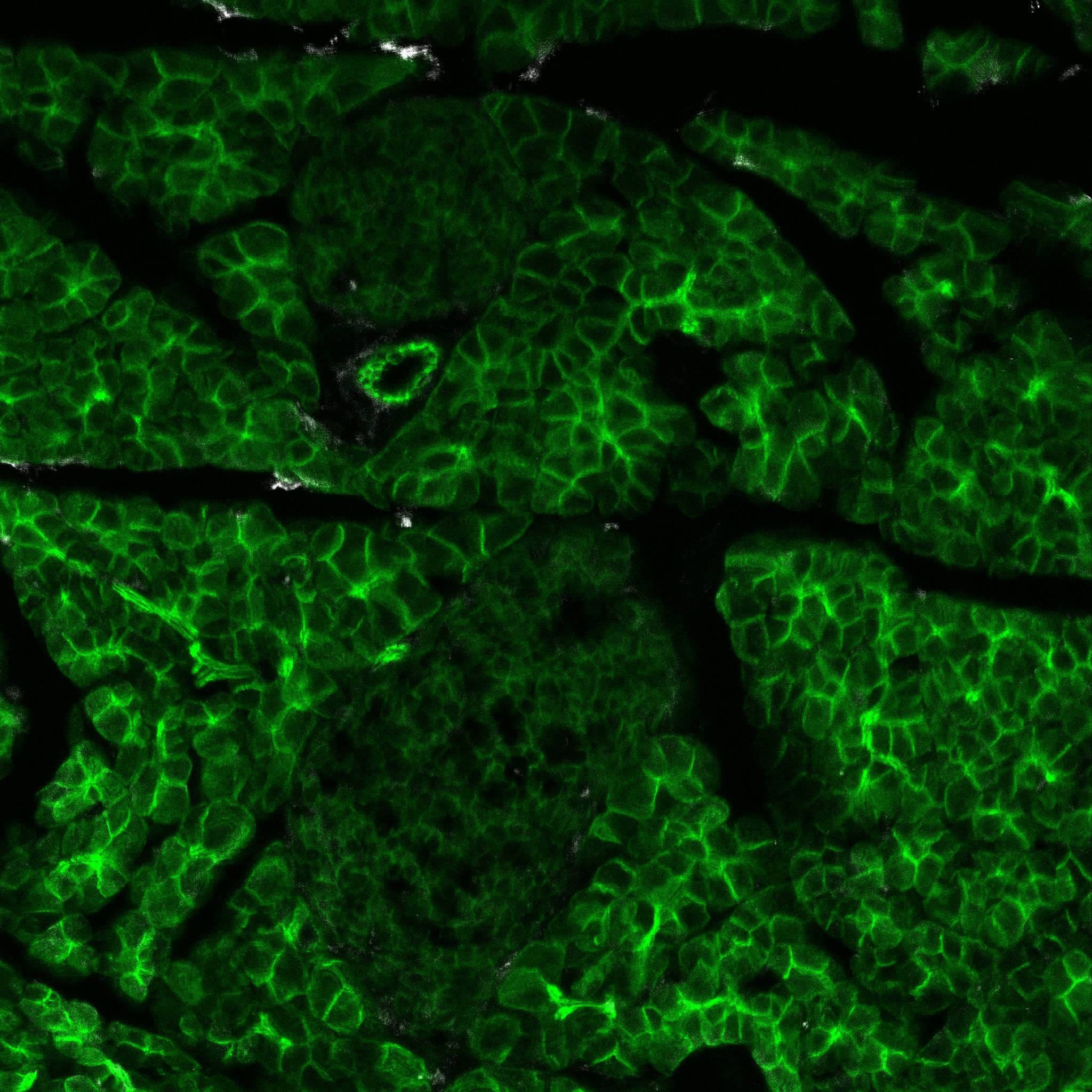 Mouse Peptidase Inhibitor 16/PI16 Antibody AF4929