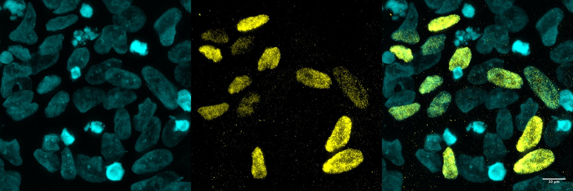 Human/Mouse PHOX2B Antibody AF4940