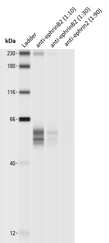 Human/Mouse/Rat Ephrin‑B2 Antibody AF496