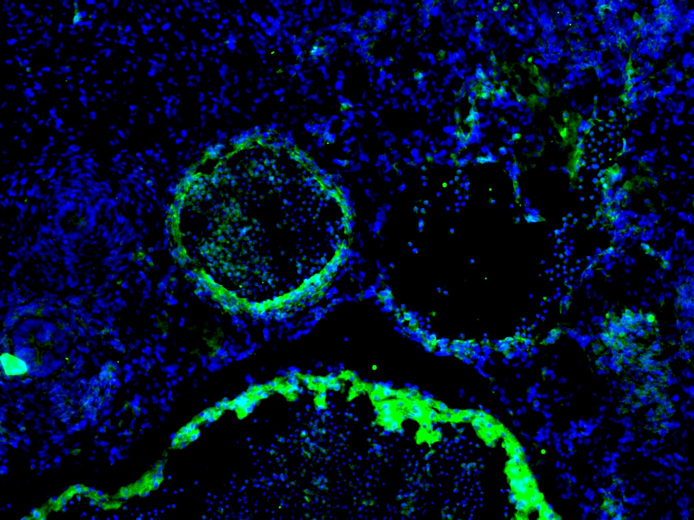 Human/Mouse/Rat Ephrin‑B2 Antibody AF496