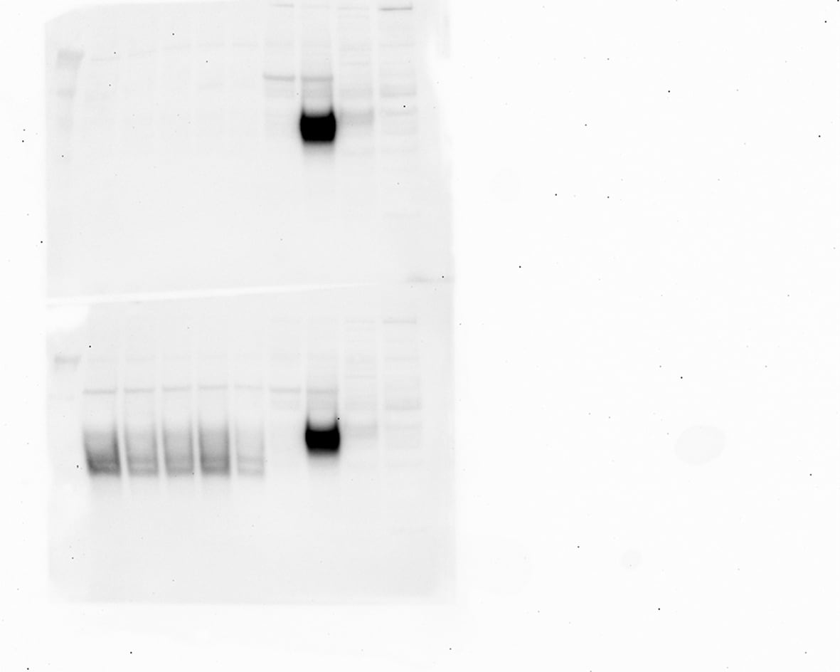 Human/Mouse/Rat Ephrin‑B2 Antibody AF496