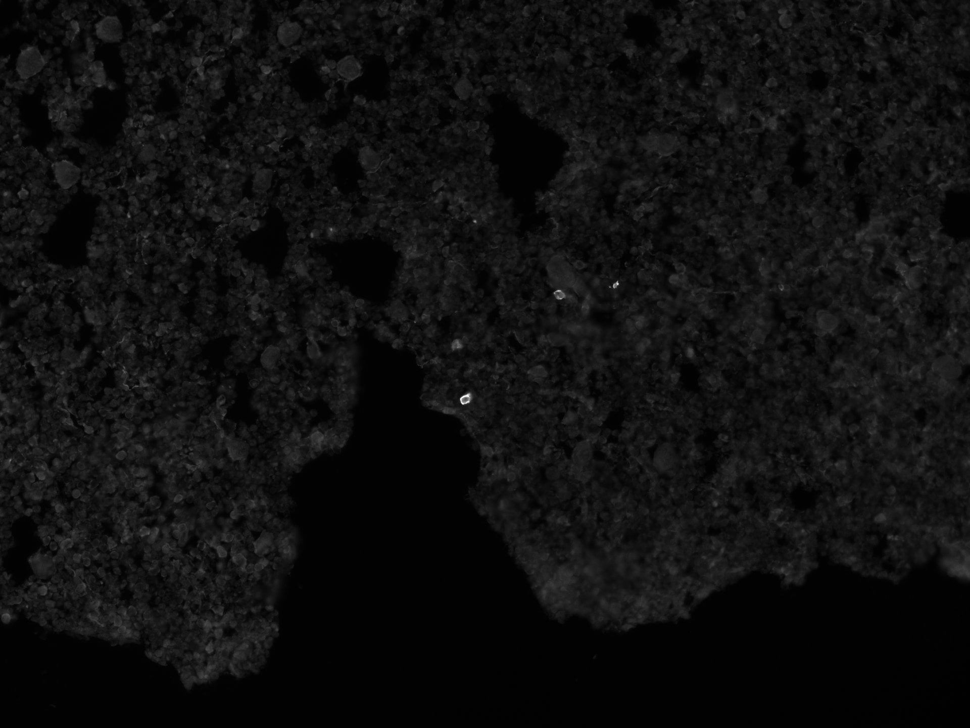 Mouse Leptin R Antibody AF497