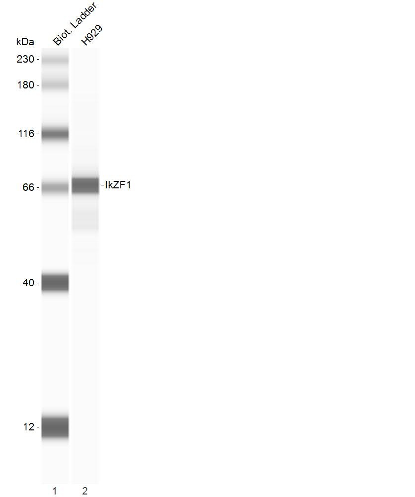 Human Ikaros Antibody AF4984