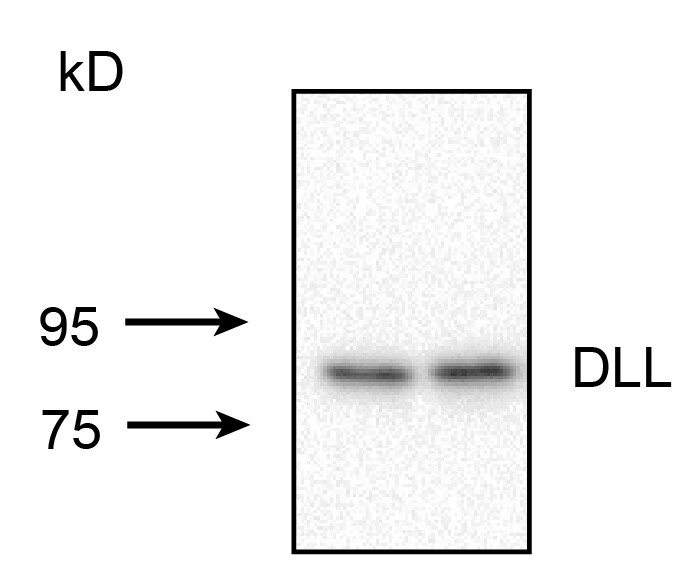Mouse/Rat DLL1 Antibody AF5026
