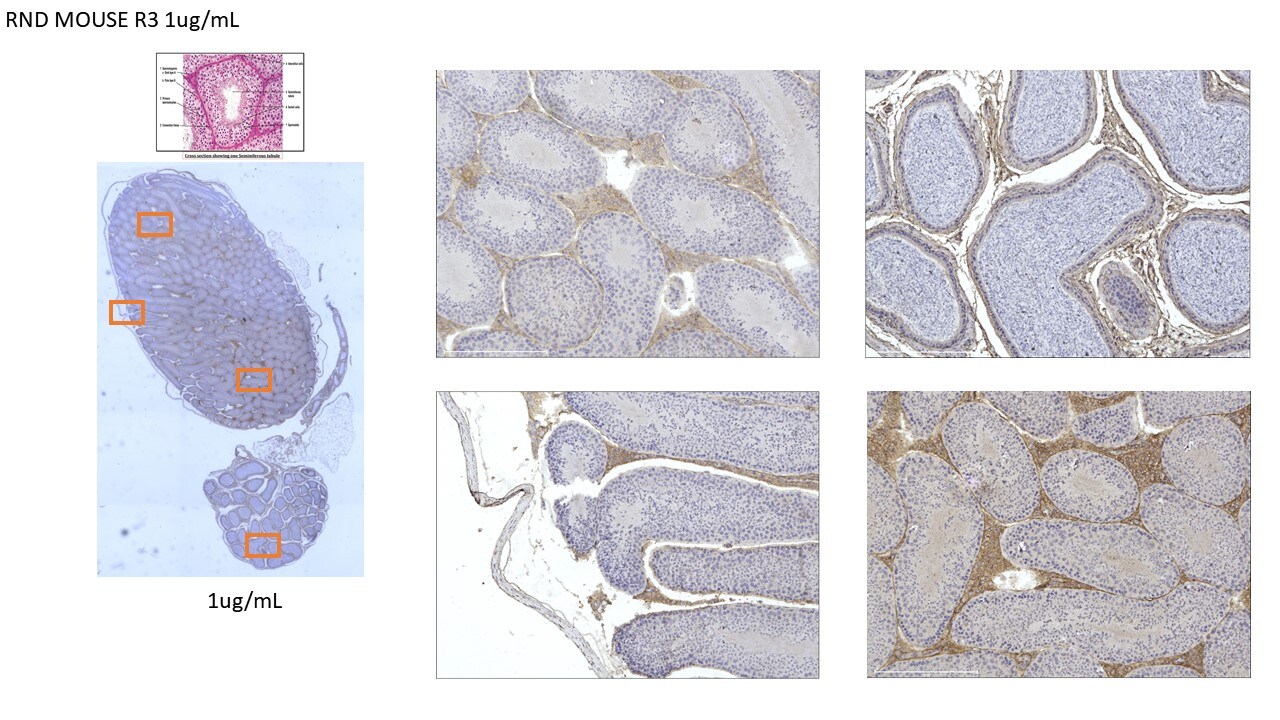 Mouse TGF‑ beta  RIII Antibody AF5034