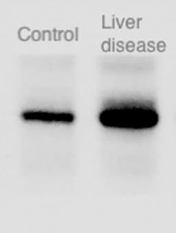 Mouse CXCL16 Antibody AF503