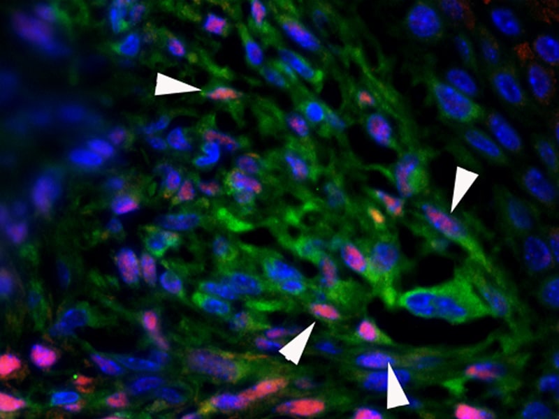 Human/Mouse MSX1 Antibody AF5045