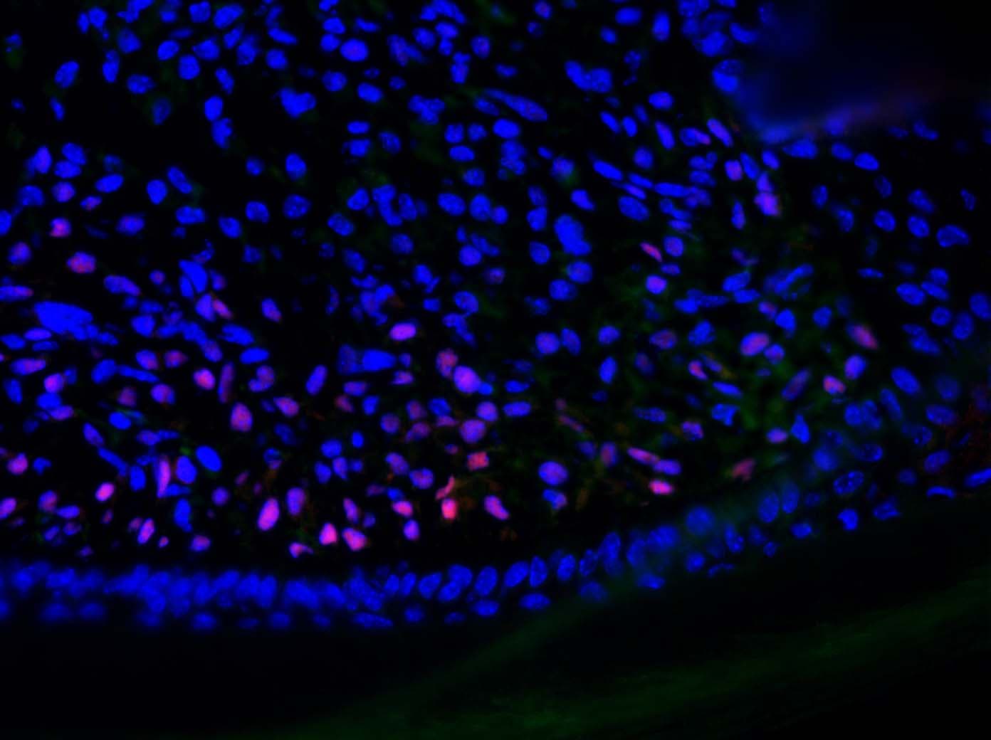Human/Mouse MSX1 Antibody AF5045