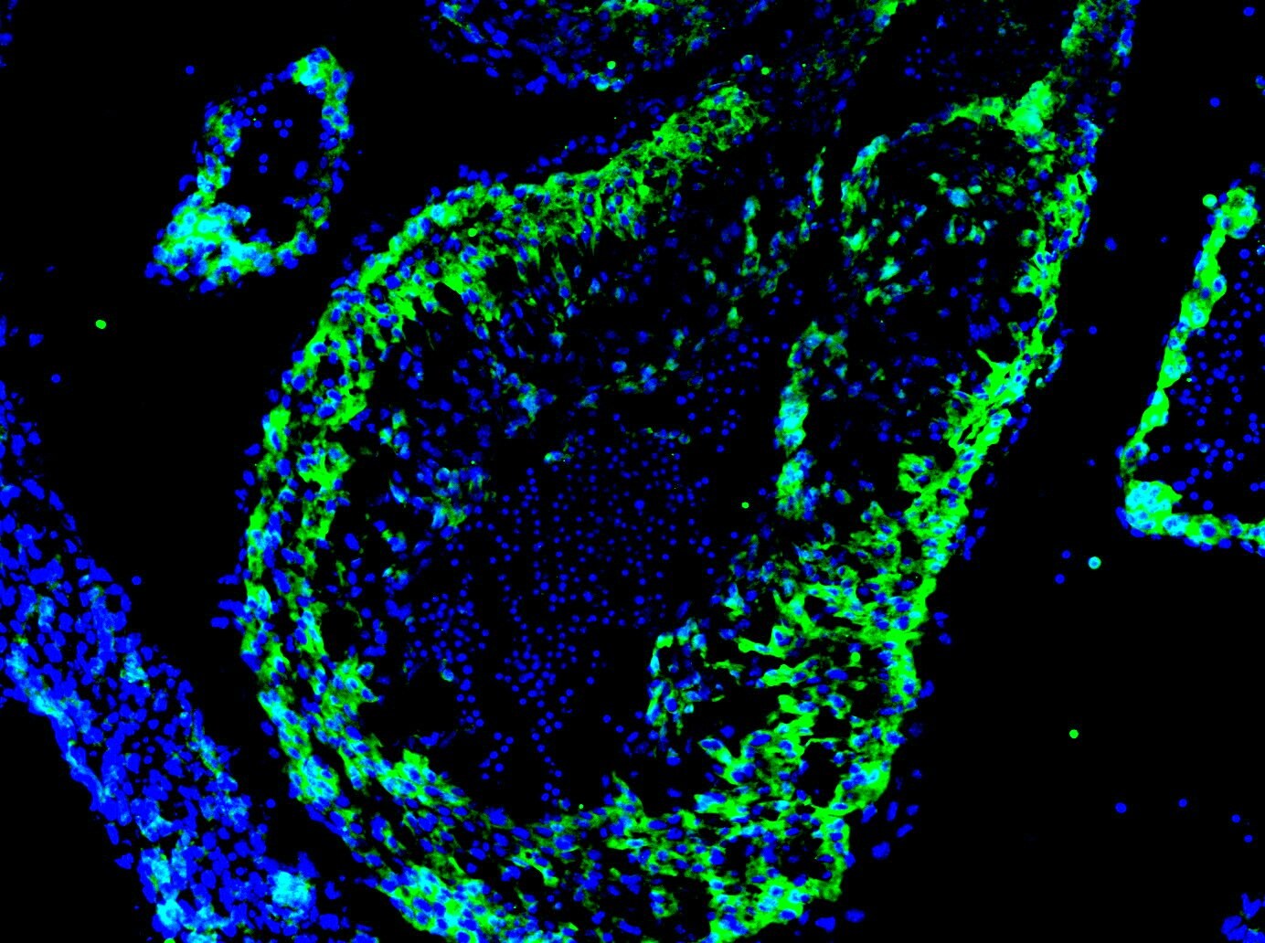 Human/Mouse MSX1 Antibody AF5045