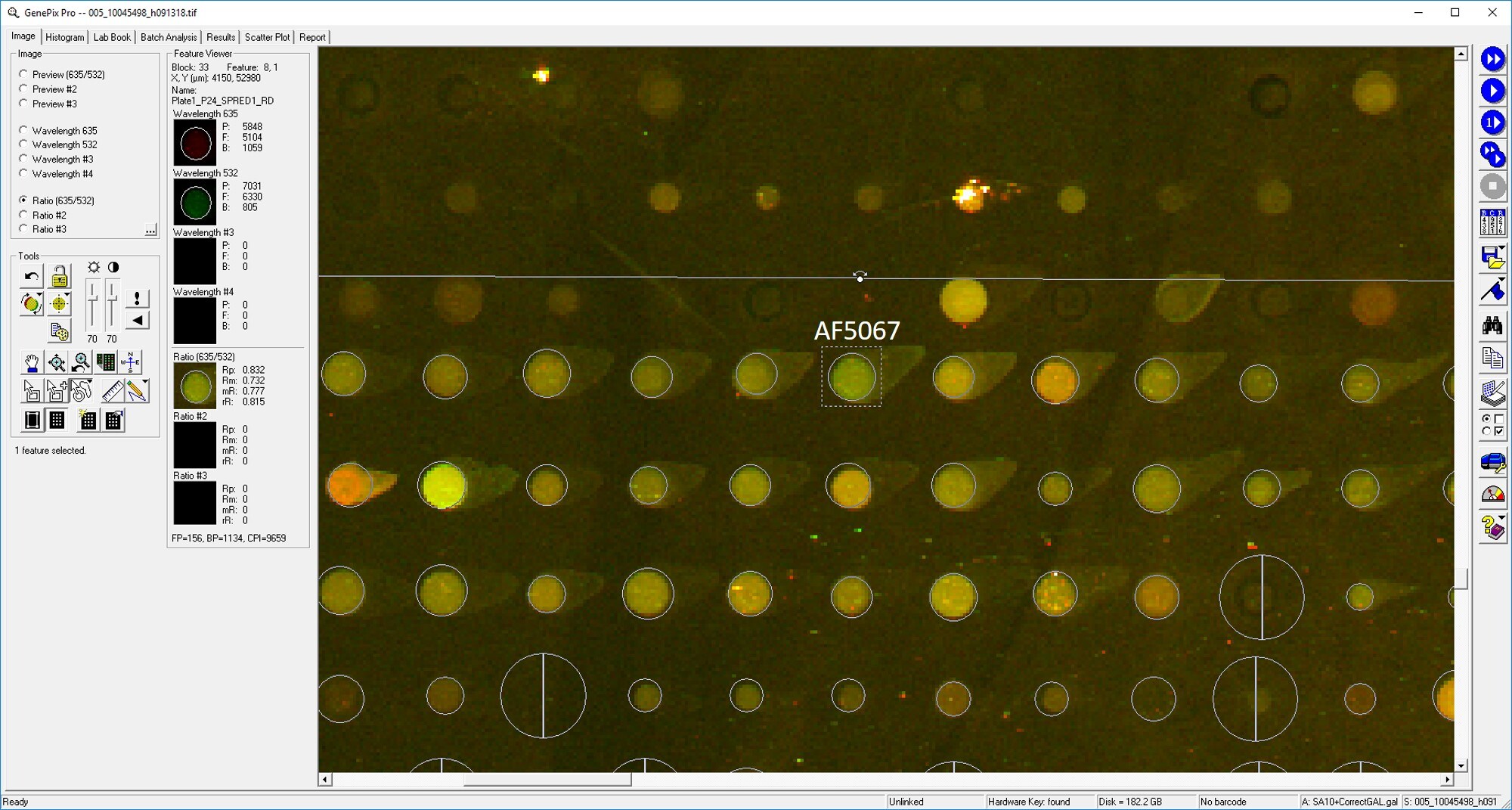 Human SPRED1 Antibody AF5067