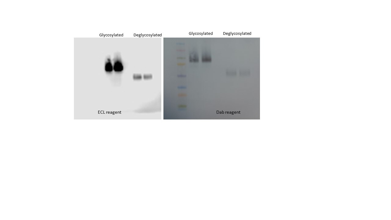 Human Uromodulin Antibody AF5144