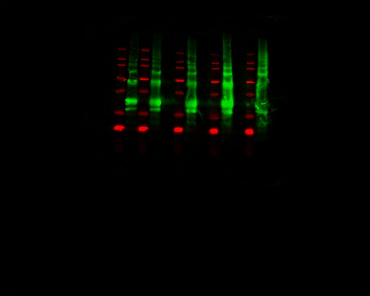 Mouse/Rat IL‑10 Antibody AF519