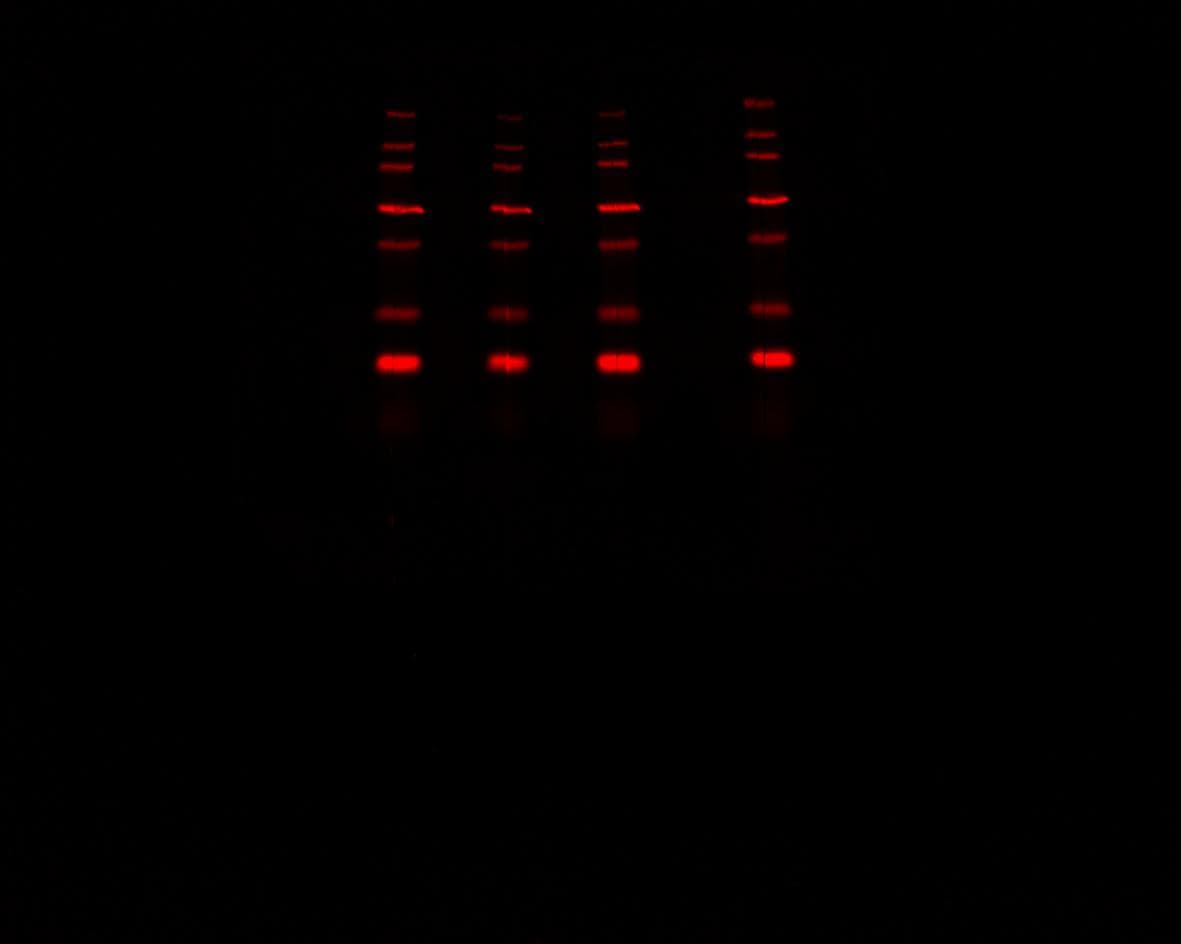 Mouse/Rat IL‑10 Antibody AF519