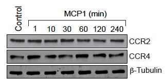 Mouse CCR4 Antibody AF5207