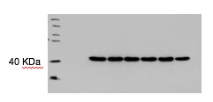 Mouse CCR4 Antibody AF5207