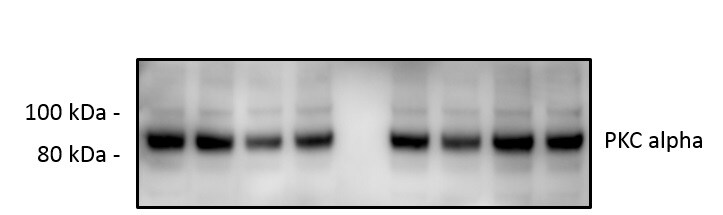 Human/Mouse/Rat PKC alpha  Antibody AF5340