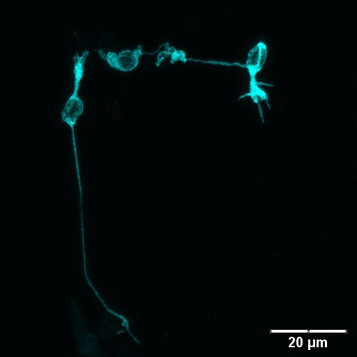 Human/Mouse/Rat PKC alpha  Antibody AF5340