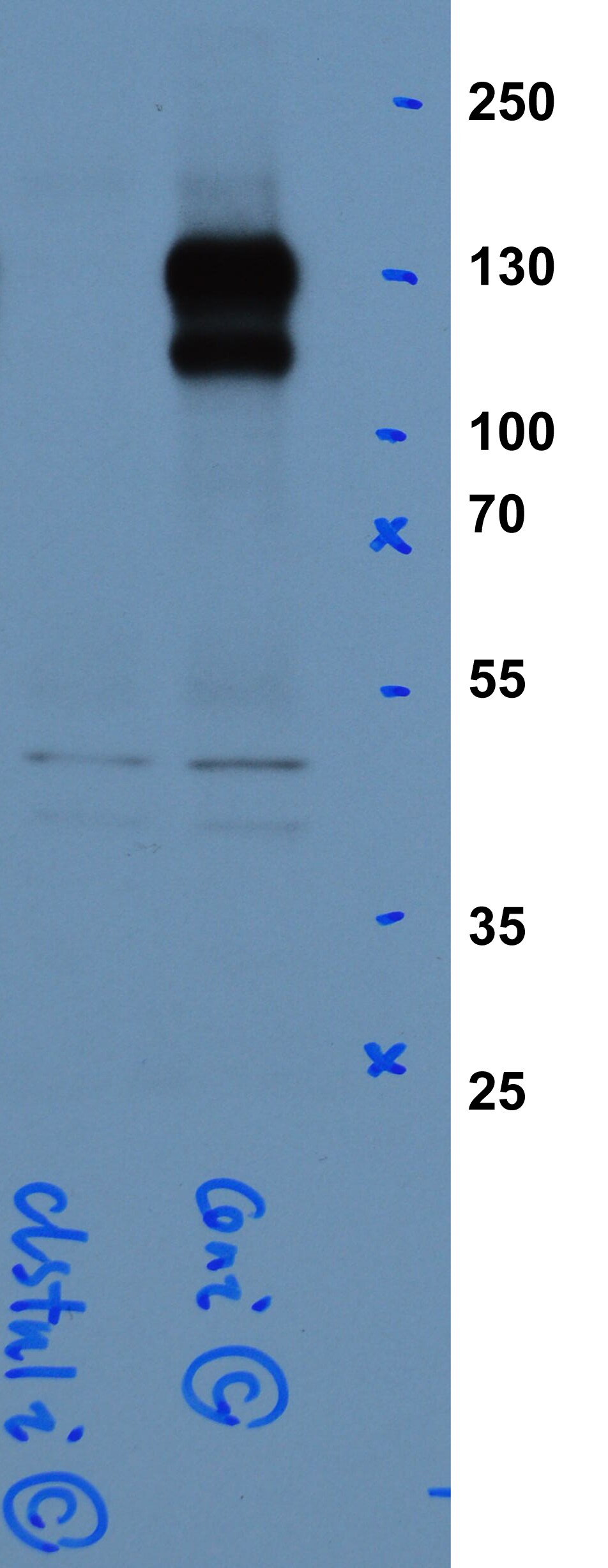 Human Calsyntenin‑1 Antibody AF5346