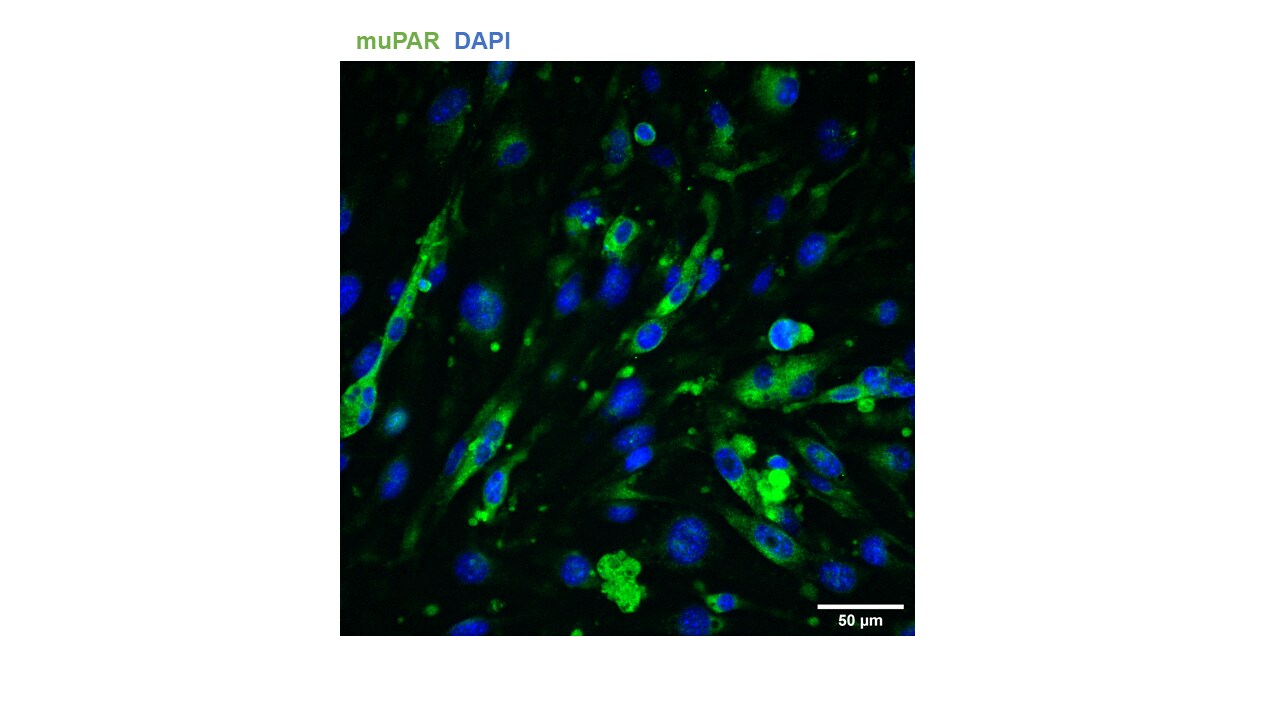 Mouse uPAR Antibody AF534