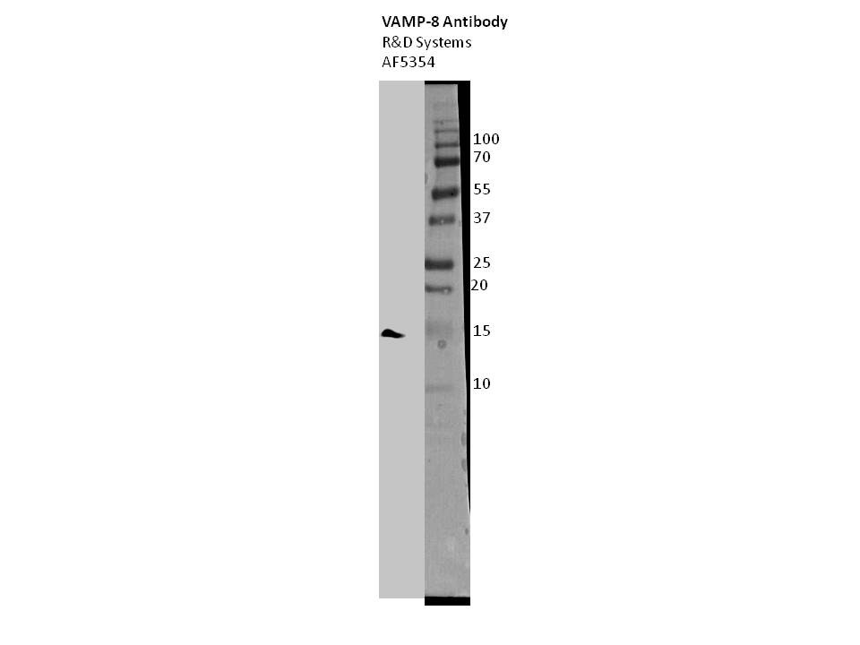 Human VAMP‑8 Antibody AF5354