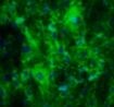 Human/Mouse/Rat HABP1/C1QBP Antibody AF5359