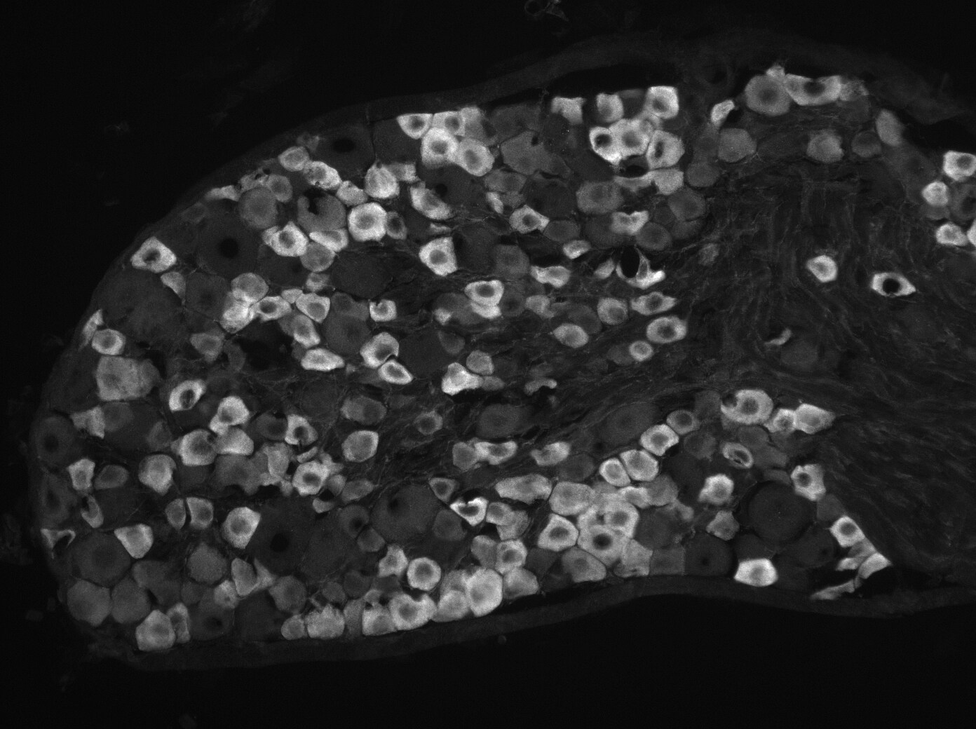 Mouse Plexin C1 Antibody AF5375