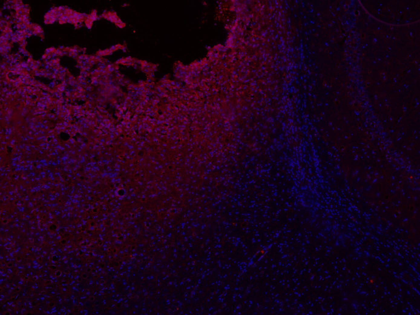 Rat CX3CL1/Fractalkine Chemokine Domain Antibody AF537