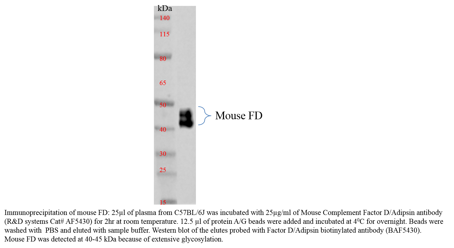 Mouse Complement Factor D/Adipsin Antibody AF5430