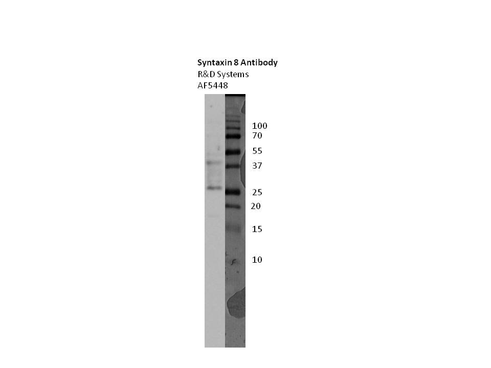 Human/Mouse/Rat Syntaxin 8 Antibody AF5448