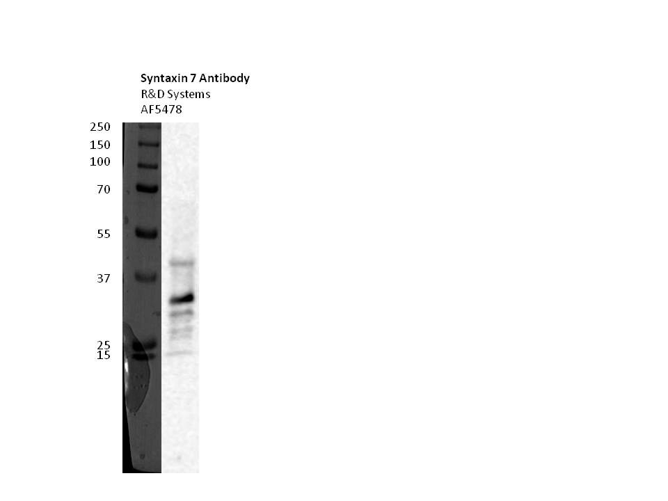 Human/Mouse/Rat Syntaxin 7 Antibody AF5478