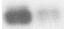 Human/Rat Phospho-TrkA (Y785) Antibody AF5479