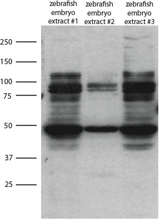 Human/Mouse/Rat Plexin A2 Antibody AF5486