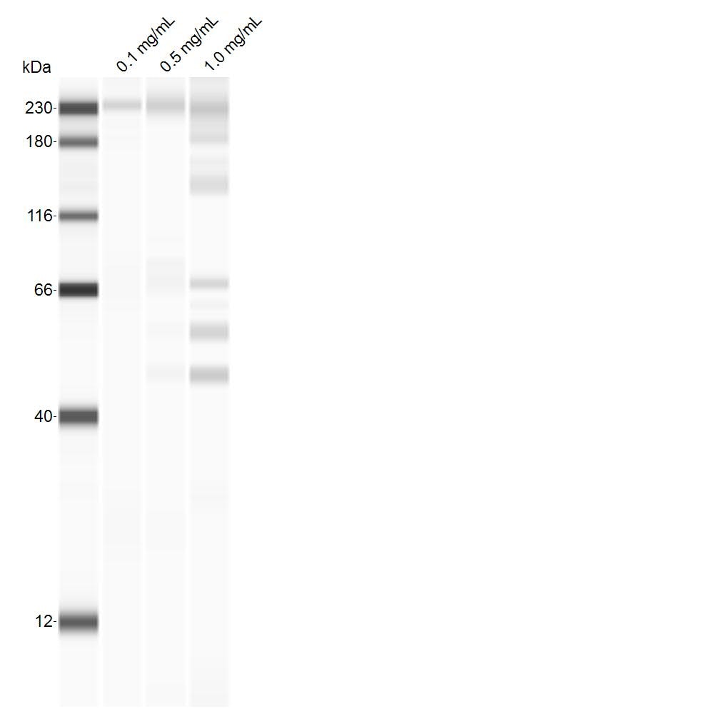 Mouse IL-3R beta  Antibody AF549