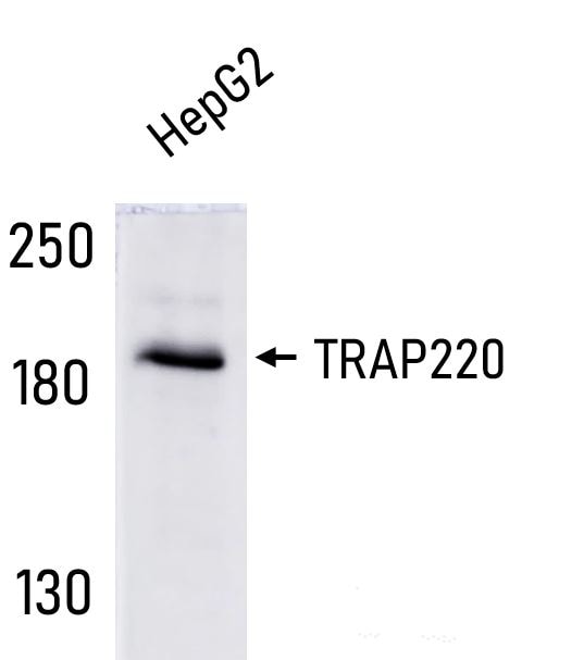 Human/Mouse TRAP220 Antibody AF5520