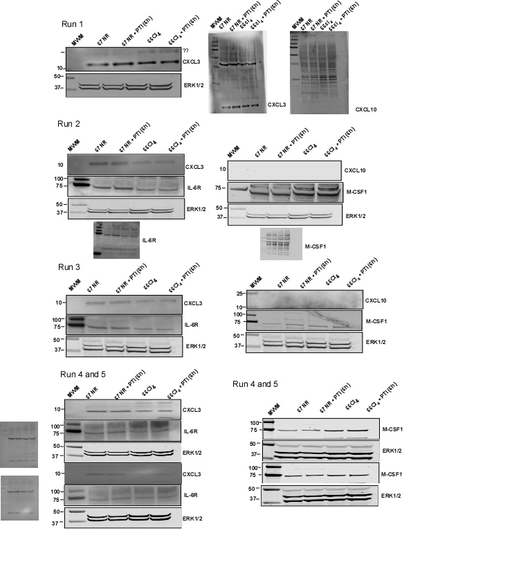 Mouse CXCL3/GRO gamma /CINC‑2/DCIP‑1 Antibody AF5568