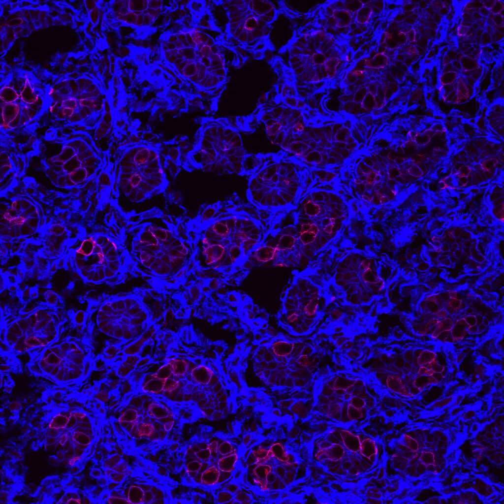 Rat GFR alpha-1/GDNF R alpha-1 Antibody AF560