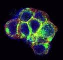 Rat GFR alpha-1/GDNF R alpha-1 Antibody AF560