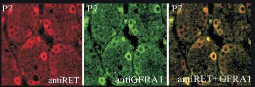 Rat GFR alpha-1/GDNF R alpha-1 Antibody AF560