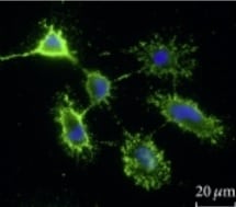 Rat GFR alpha-1/GDNF R alpha-1 Antibody AF560