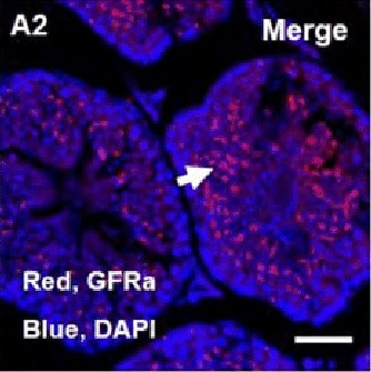 Rat GFR alpha-1/GDNF R alpha-1 Antibody AF560
