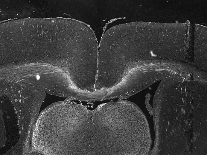 Mouse/Rat Neuropilin‑1 Antibody AF566