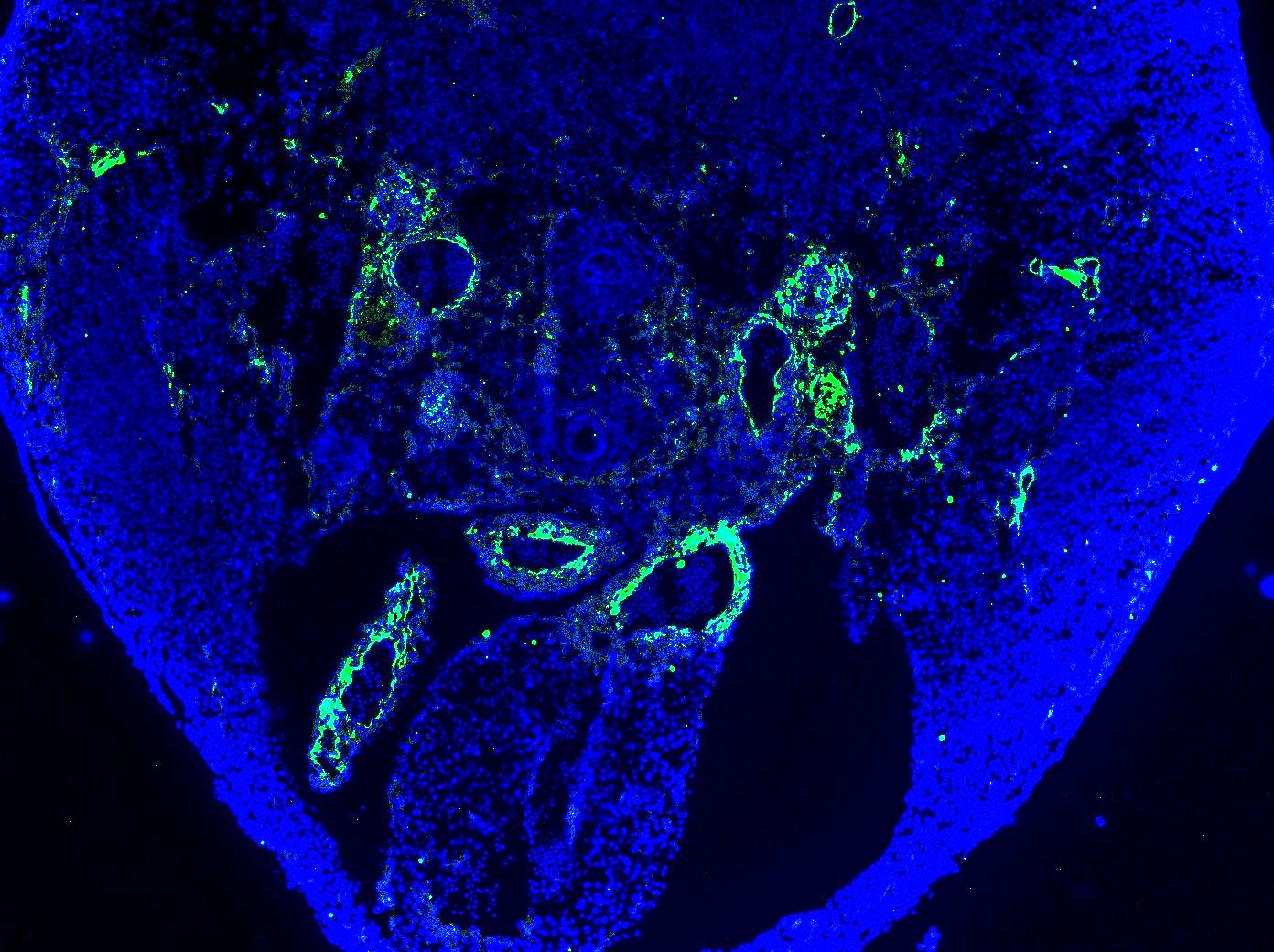 Mouse/Rat Neuropilin‑1 Antibody AF566