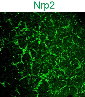 Mouse/Rat Neuropilin‑2 Antibody AF567
