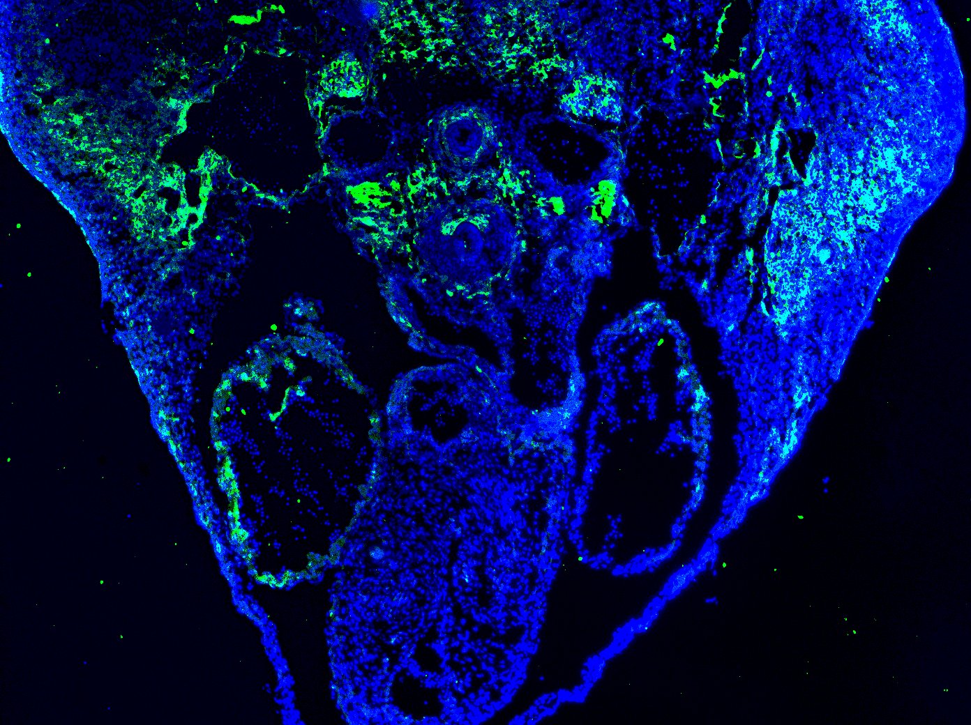 Mouse/Rat Neuropilin‑2 Antibody AF567