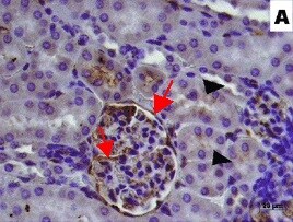 Mouse Endostatin Antibody AF570