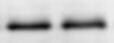 Human/Mouse/Rat GAPDH Antibody AF5718