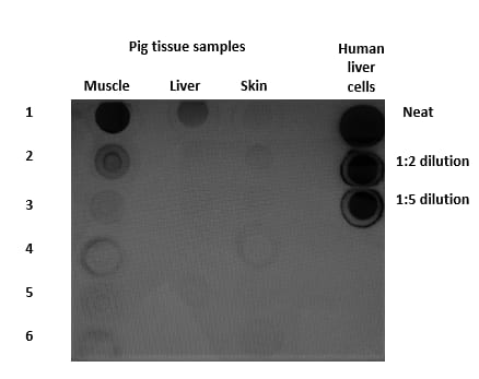 Human/Mouse/Rat GAPDH Antibody AF5718